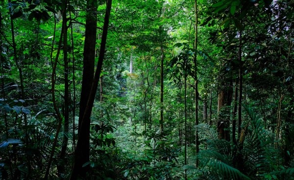 Photos of Forests in Singapore