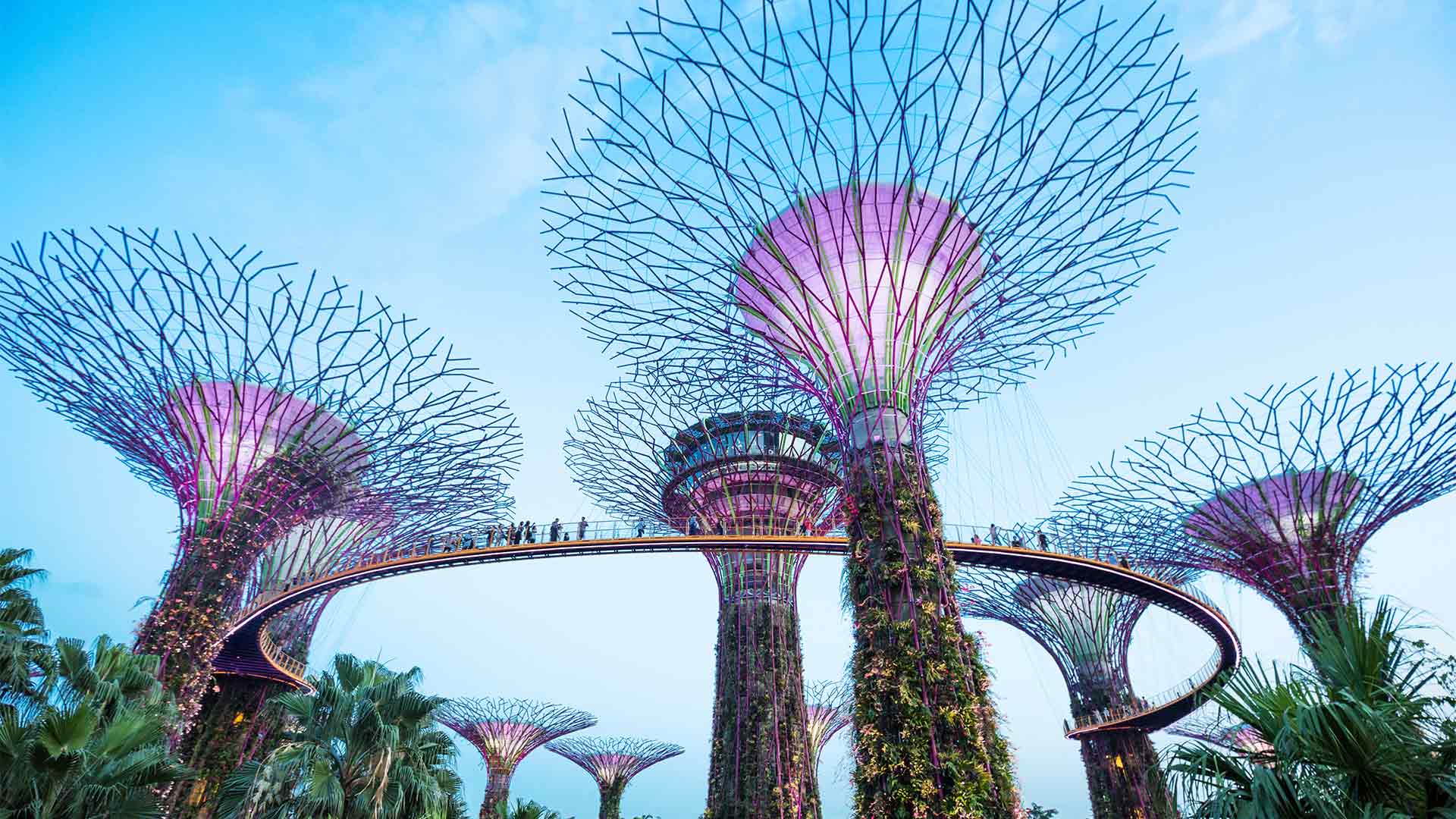 Overvie of the Supertrees at Gardens by the Bay a popular attraction in Singapore