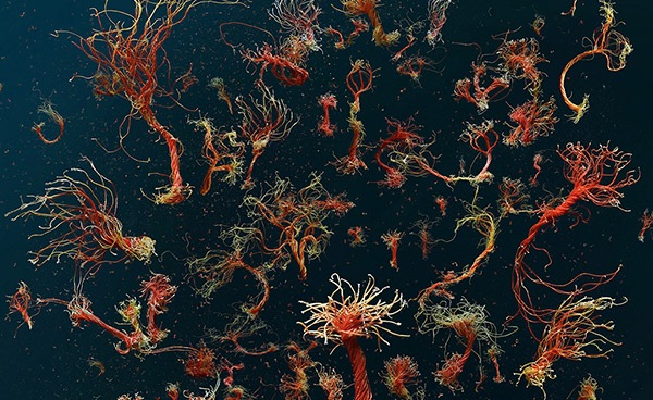 Climate Conversations with Mandy Barker