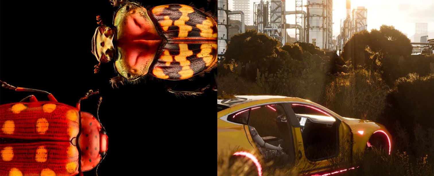 Forms of Life: Beyond the Human