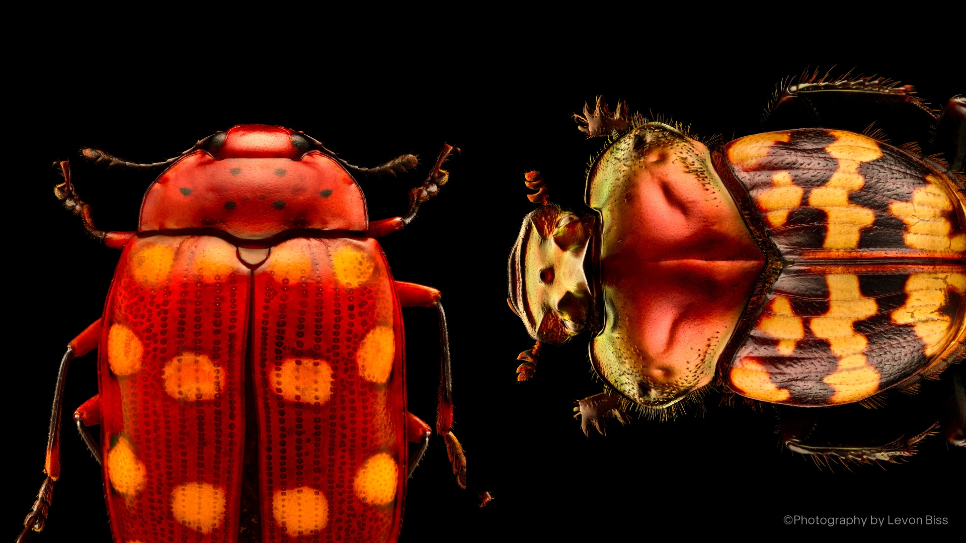 Insects: Microsculptures Magnified