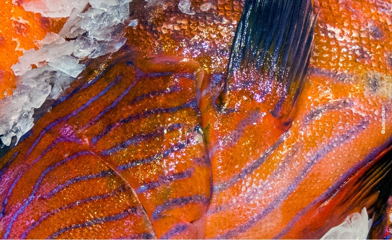 Adele Chan Food For Thought