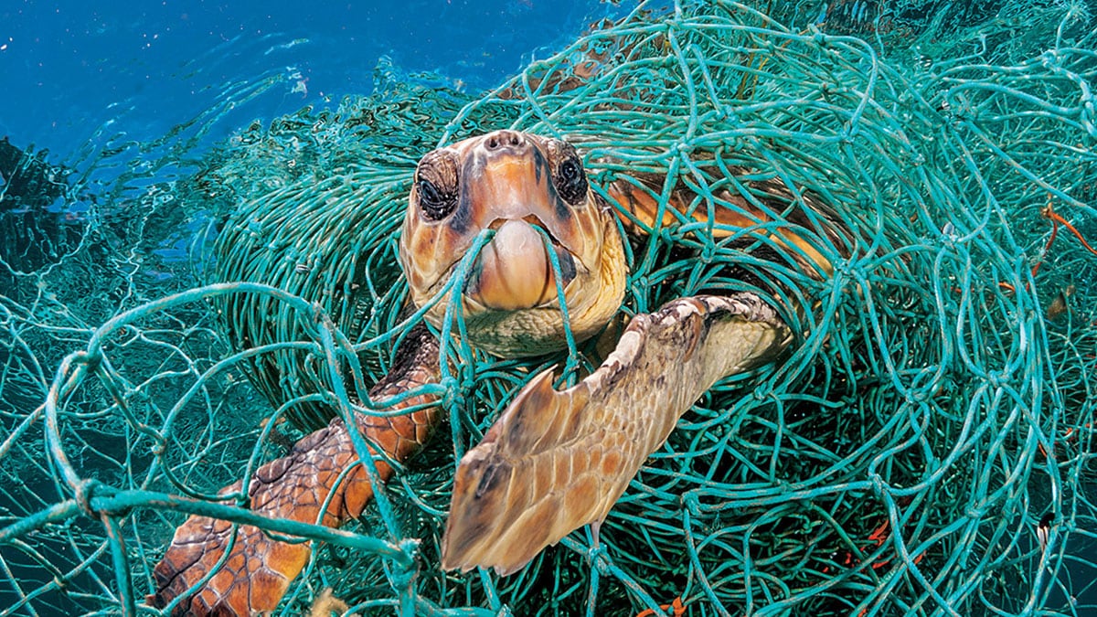 About the Exhibition