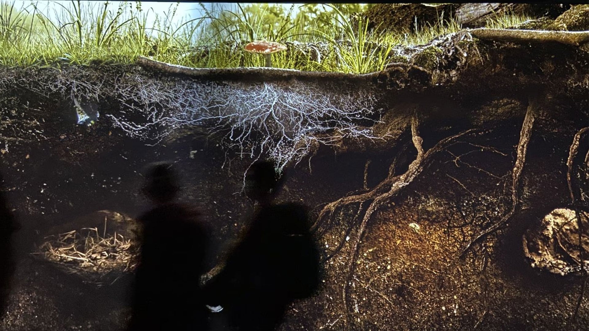 Sensory Odyssey: Into the Heart of Our Living World