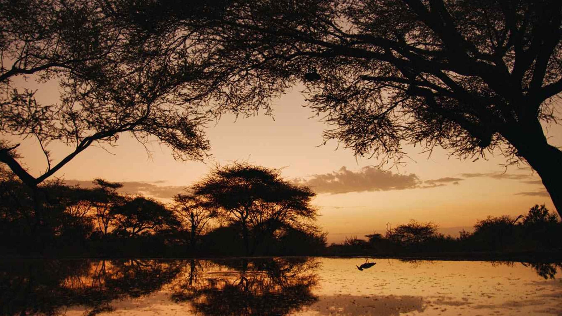 Sensory Odyssey: Into the Heart of Our Living World