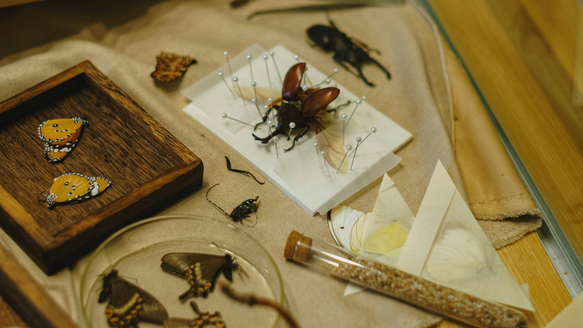 Environmental Empathy: Let’s Magnify!