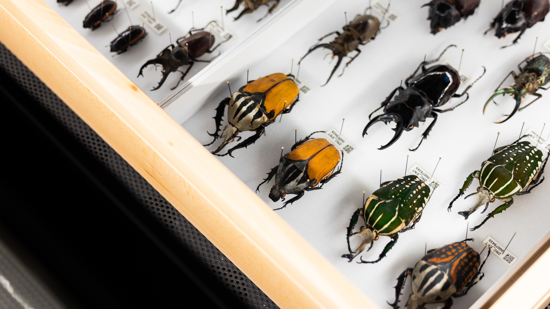 Insects Up Close: Inside the Museum Drawers with Wendy Zhang