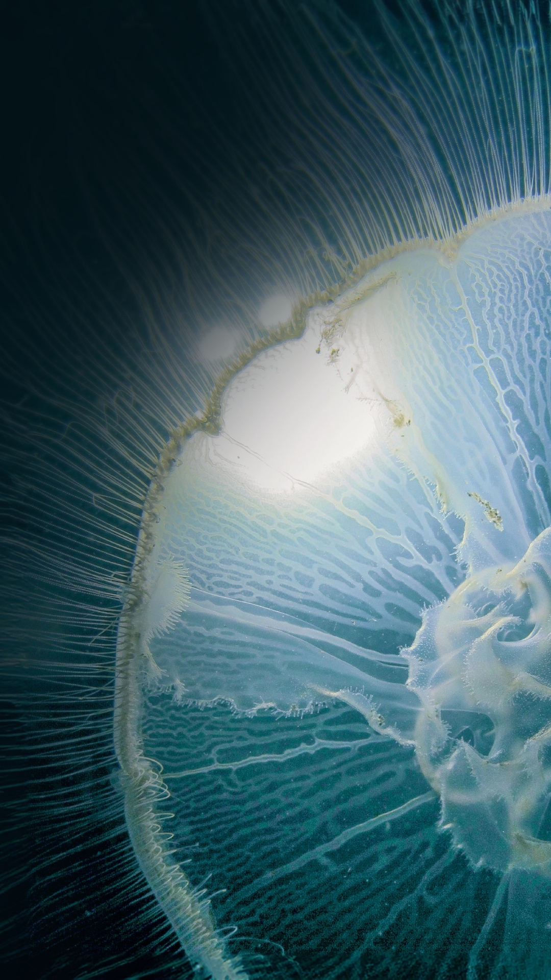 Deep Shift: Into the Ocean Opening Symposium