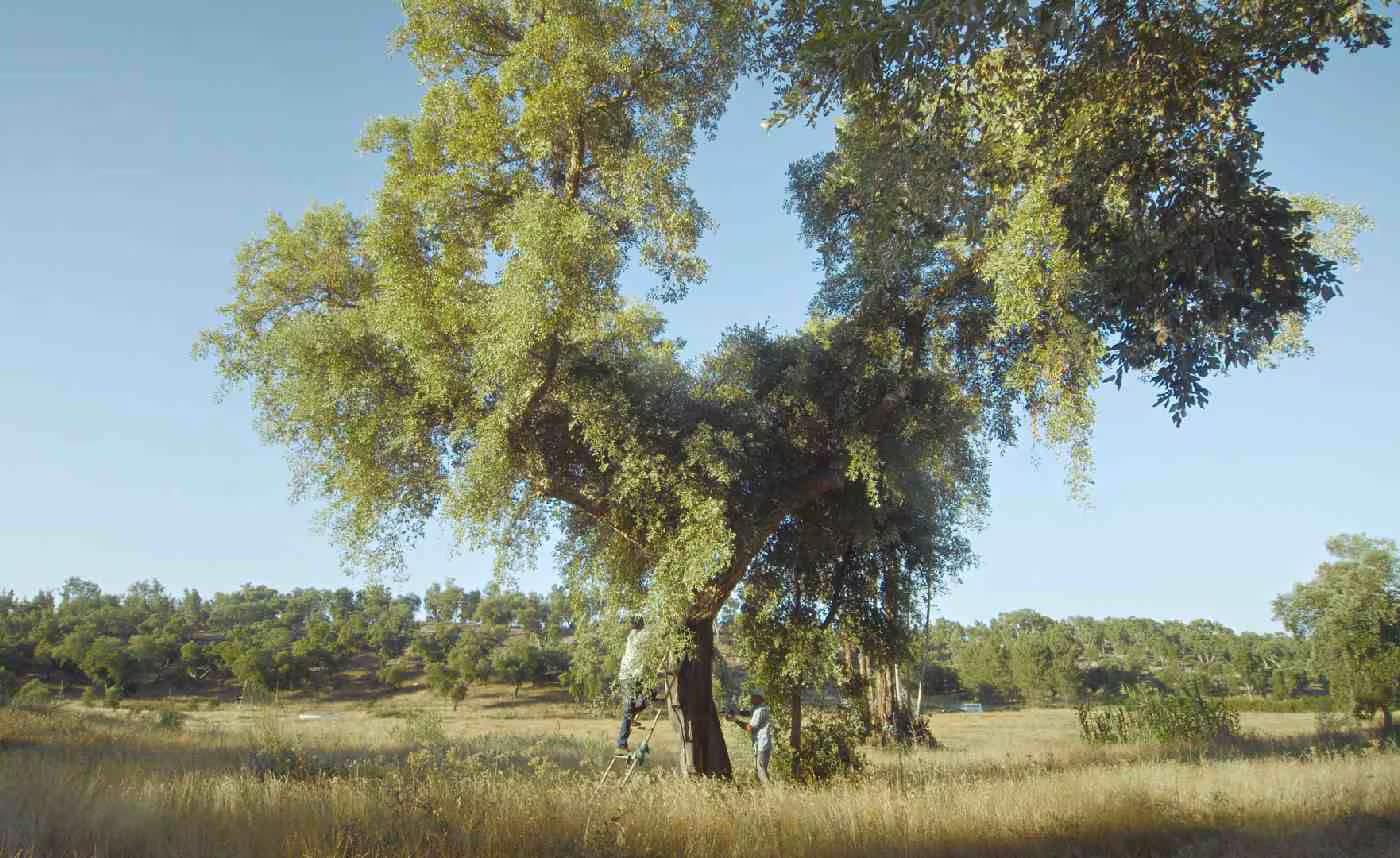 Time to Gather (2023) by Sofia Bairrão| 97min| Rating TBA | Portuguese with English subtitles