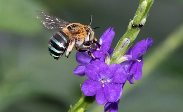 Bee Species in Singapore