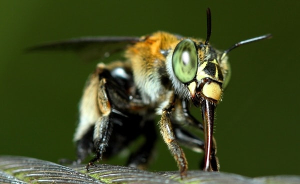 Bee Species in Singapore