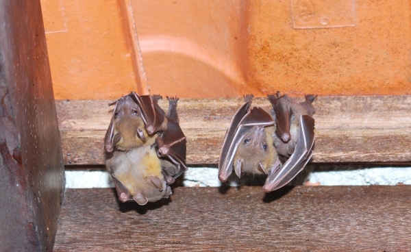 Bat Species in Singapore