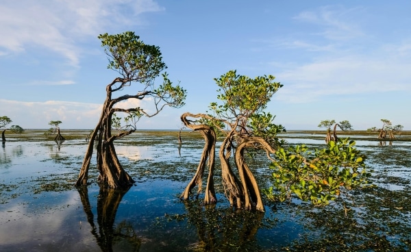 Where's the Nature: Connecting Global Policies with Singapore’s Green Vision