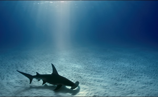 Film - Shark Cull: Envoy + Meet the Director Session