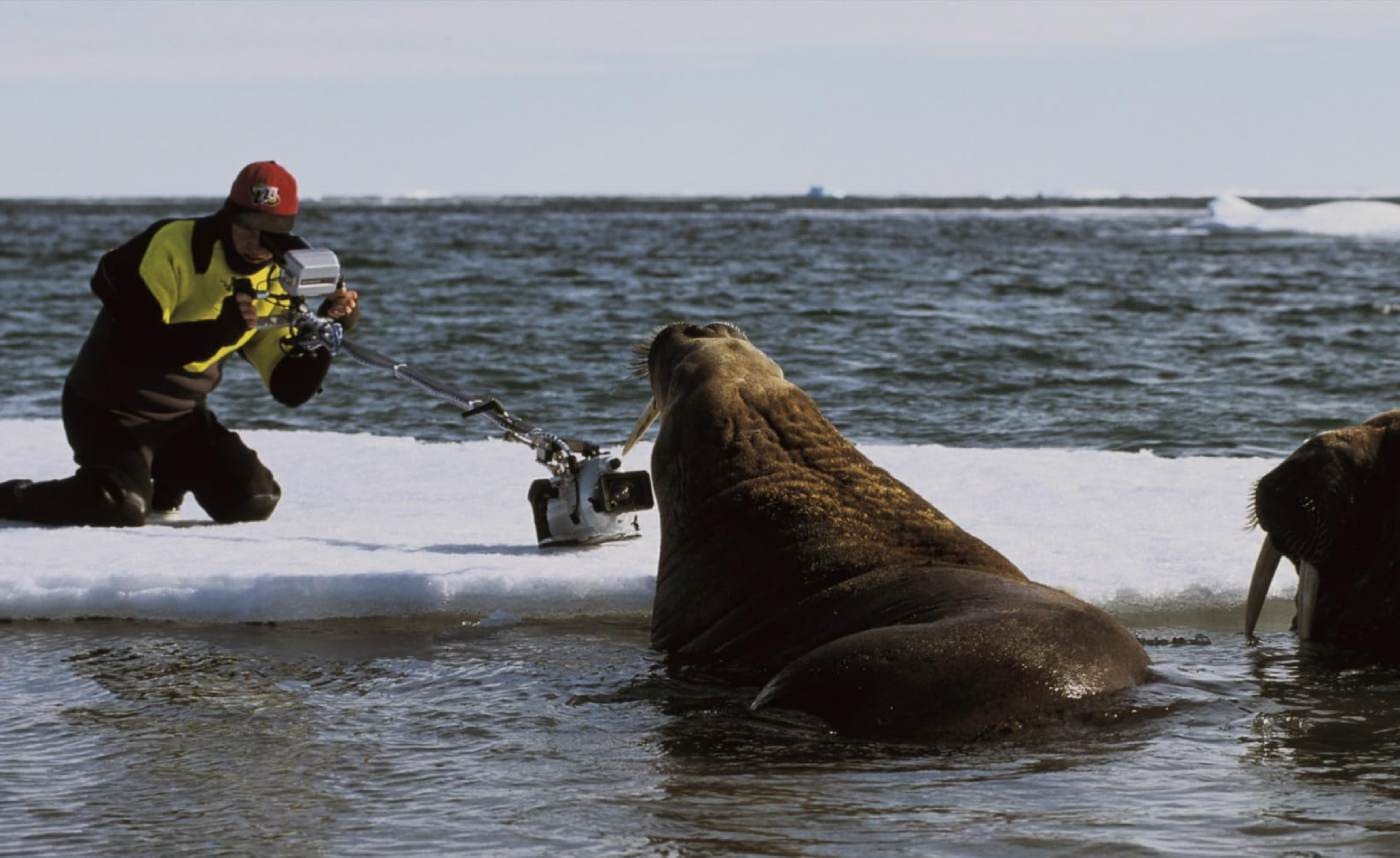 Chasing Walrus (With a Stubborn Photographer) (2023)