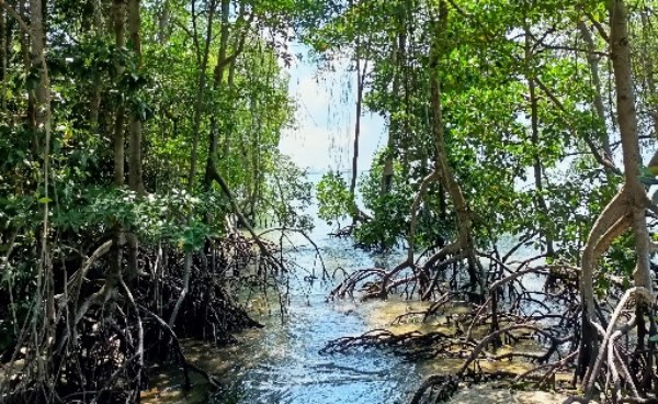 Mangroves: More Than Meets The Eye