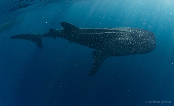 Mystery of Whale Sharks