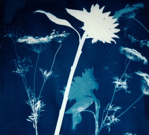 Painting with Light: Cyanotype