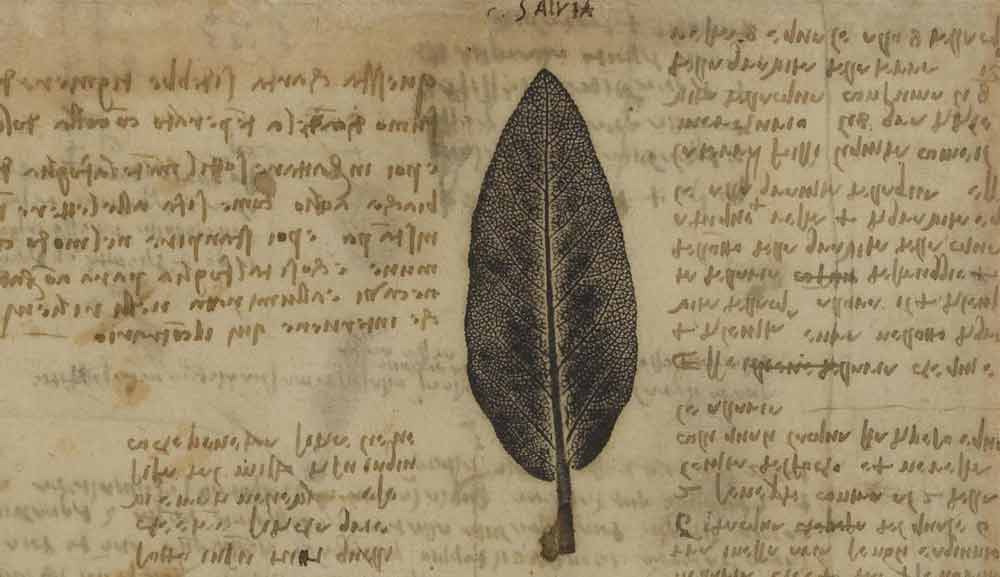 Sage Leaf 1508—10  F.197 verso  Leonardo da Vinci Codex Atlanticus