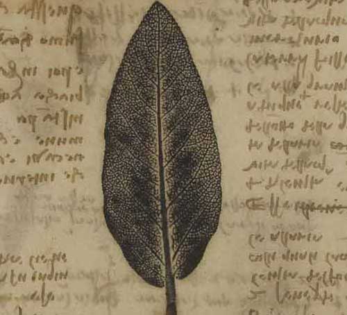 Sage Leaf 1508—10  F.197 verso  Leonardo da Vinci Codex Atlanticus