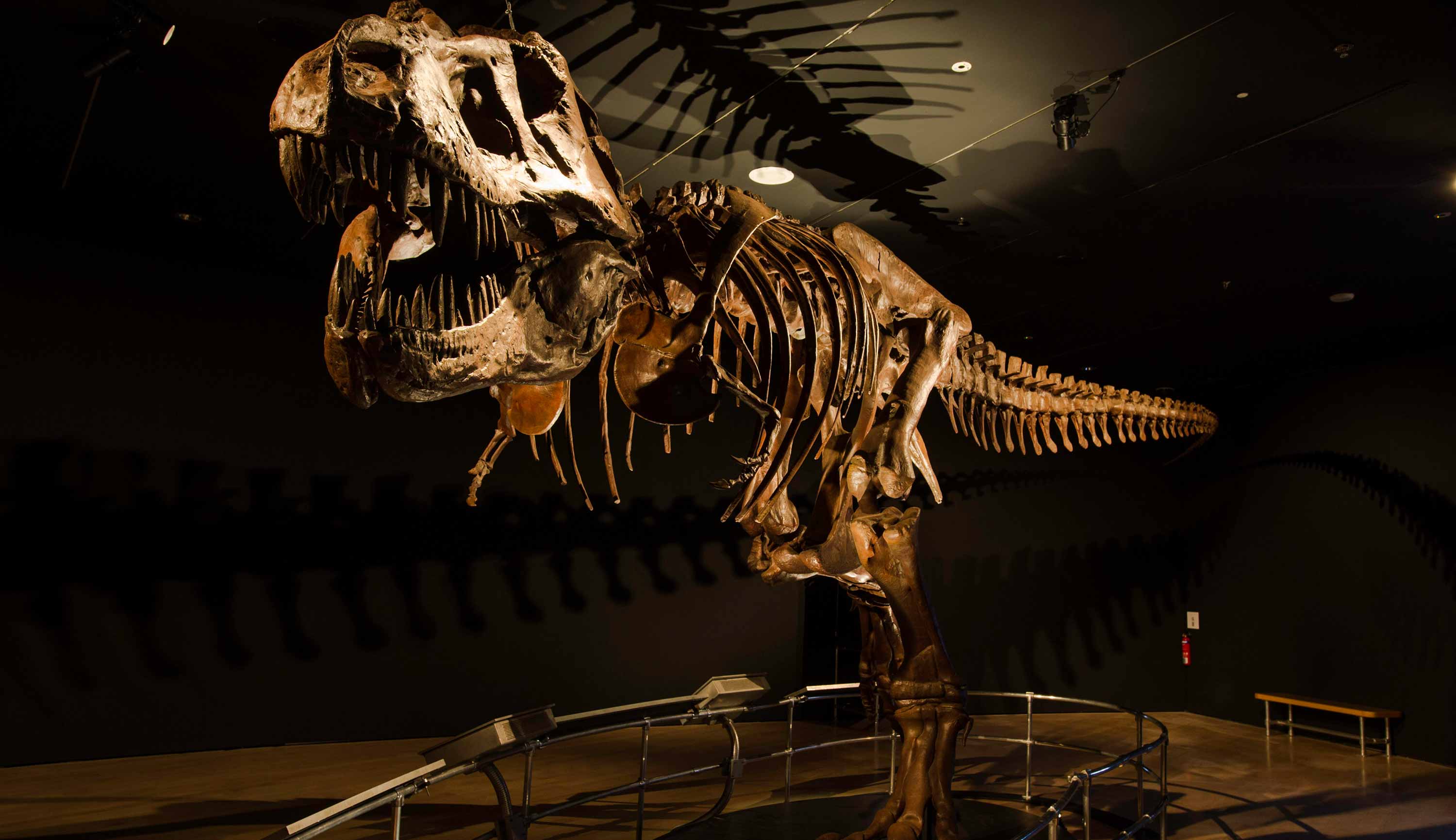 Dinosaurs Dawn to Extinction Exhibit