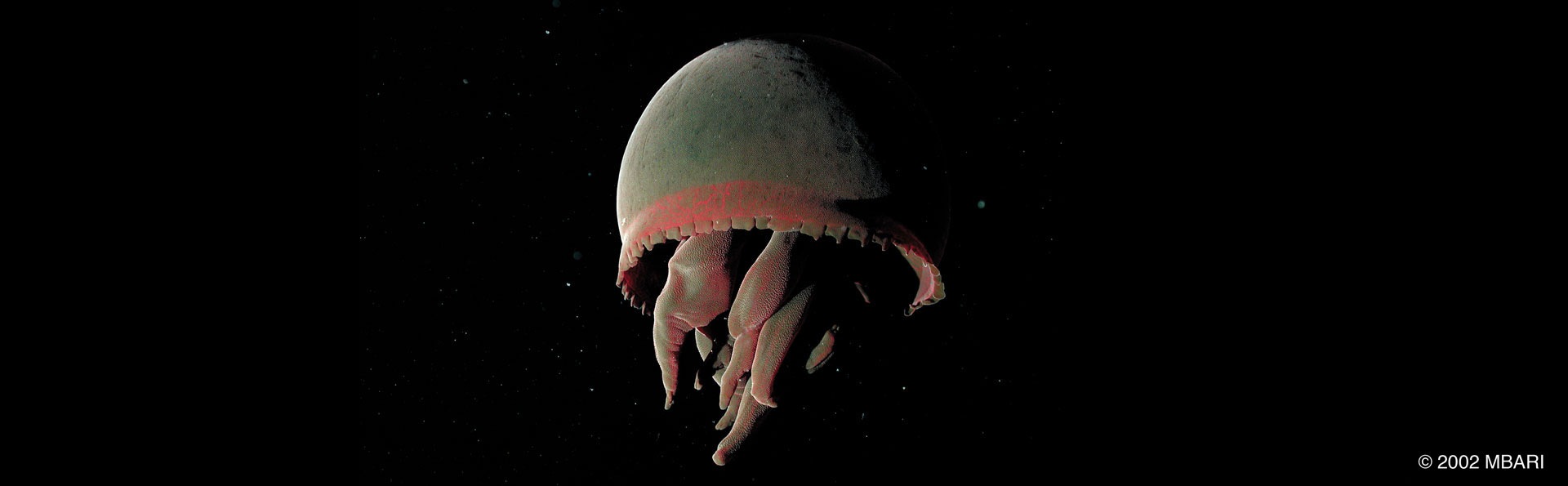 Dive into The Deep - The Deep exhibition at ArtScience Museum