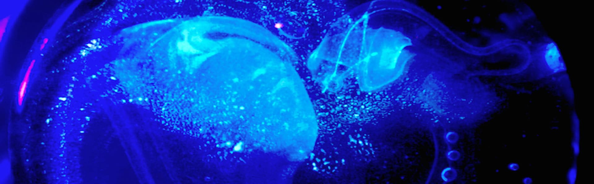 Hidden/Depths Multi-media installation, commissioned by ArtScience Museum