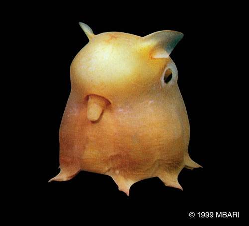 The Deep - Grimpoteuthis sp. (Dumbo octopus)
