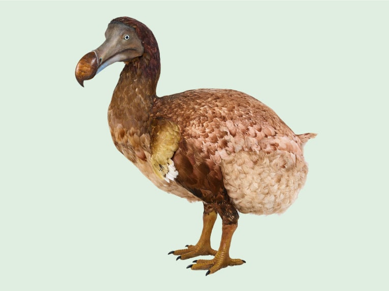 Dodo bird model