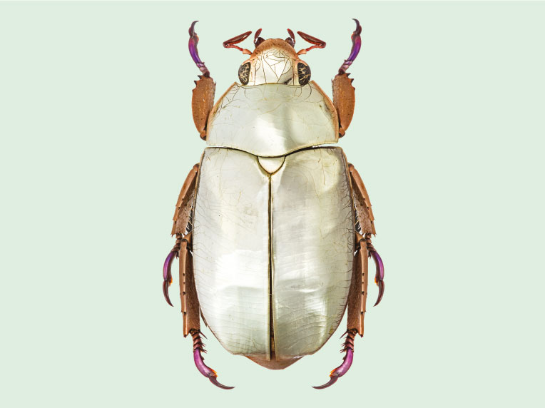 Silver chafer beetle, Central America