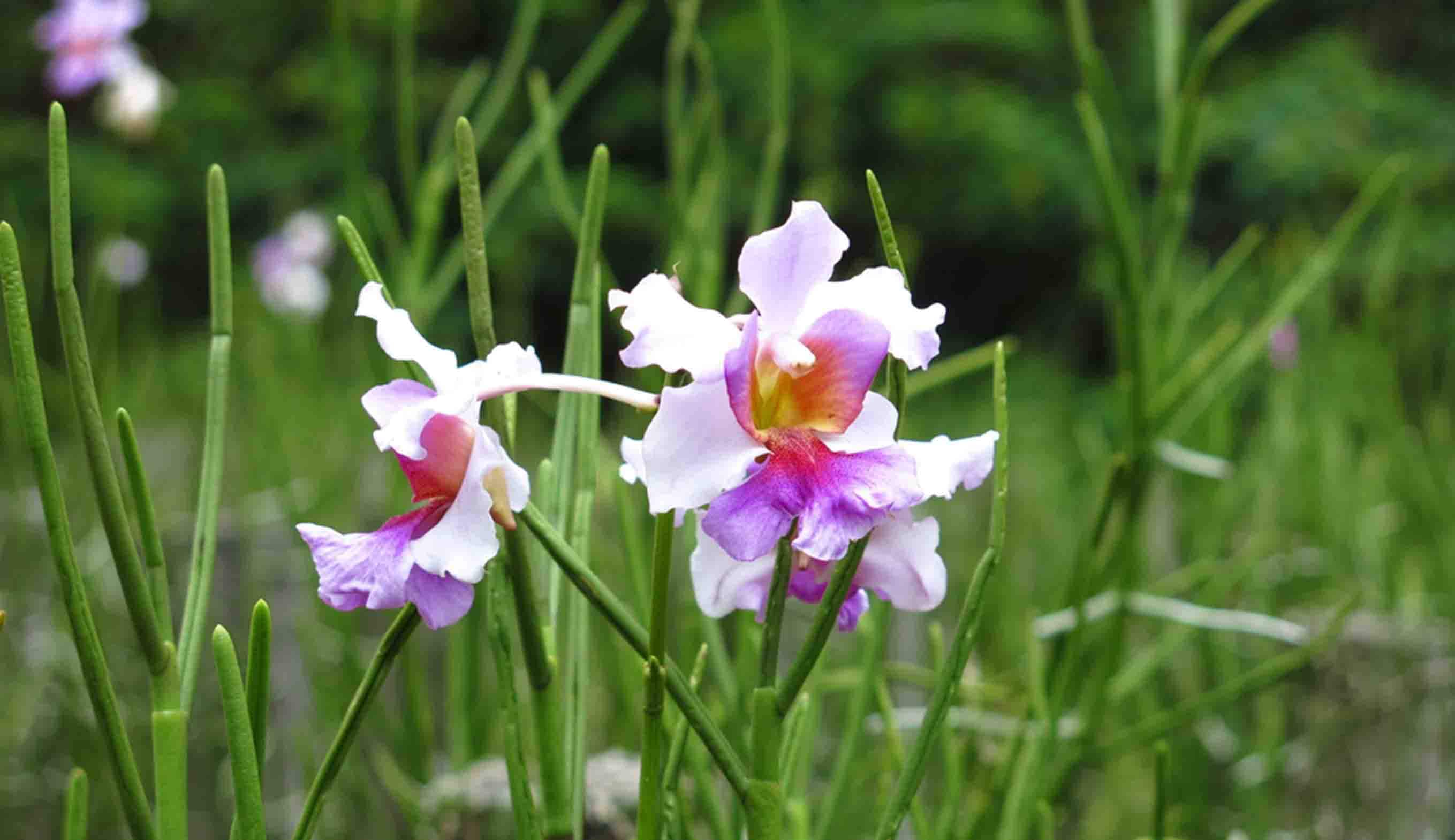 Singapore's National Flower The Hybrid Orchid