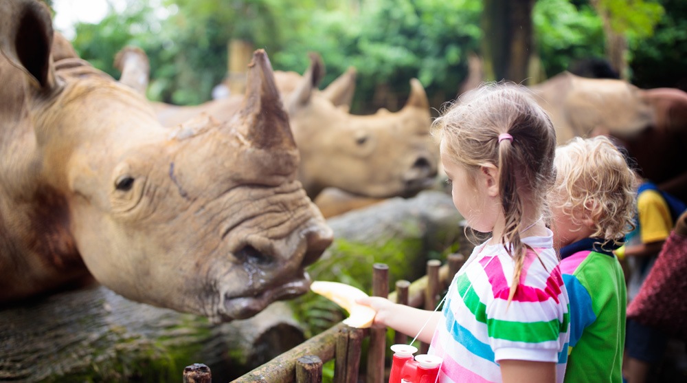 Feeding Rhino