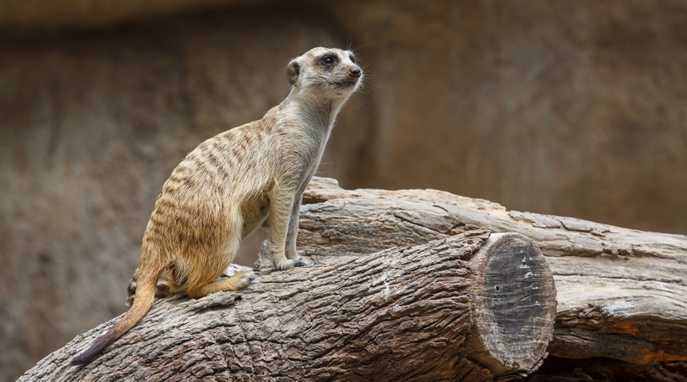Meerkat at Singapore Zoo