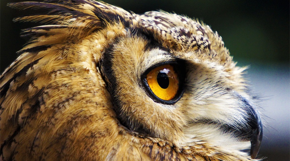 Owl at Night Safari