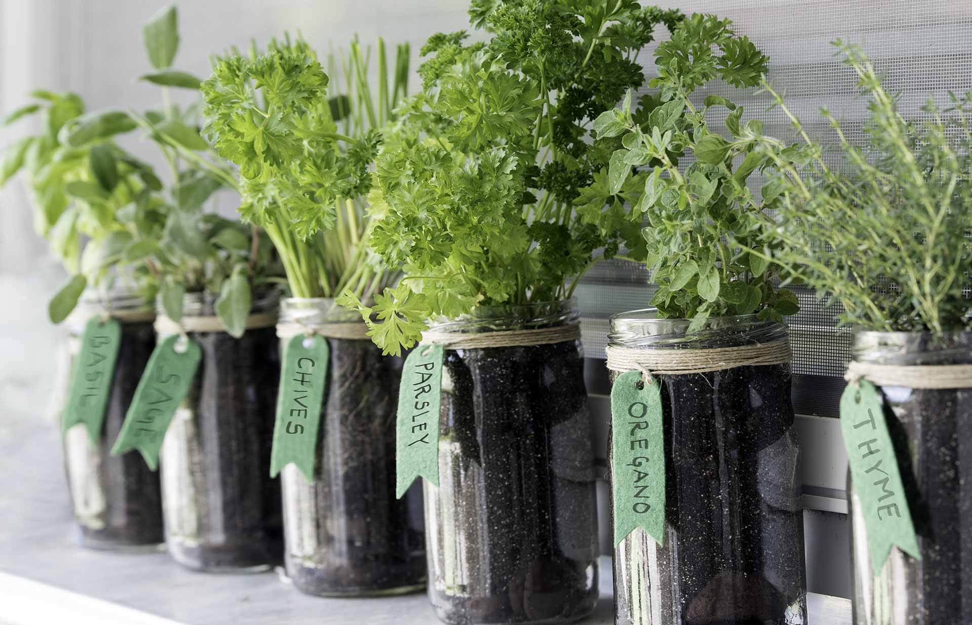 Grow Your Edible Garden At Home   MBSATHOME